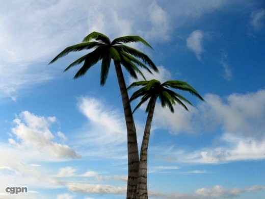 Palm Tree3d model