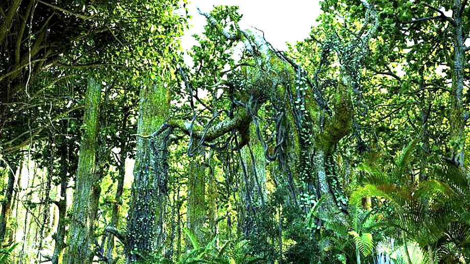 Virgin forest inside mossy tree3d model