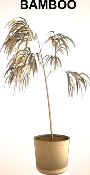 Bamboo3d model