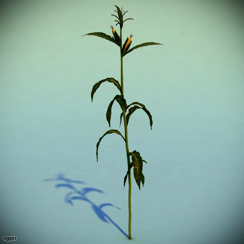 Corn Plant3d model