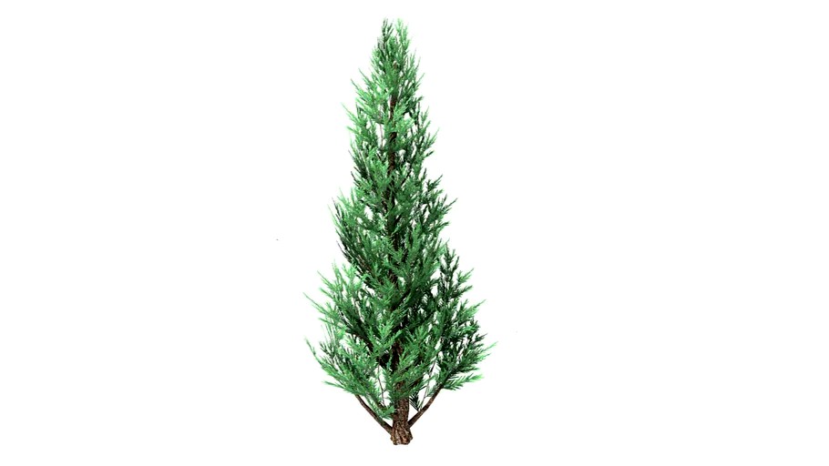 Juniper Tree
