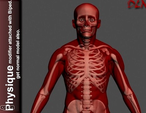 Human - Skeleton.3d model