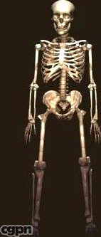 skeleton3d model