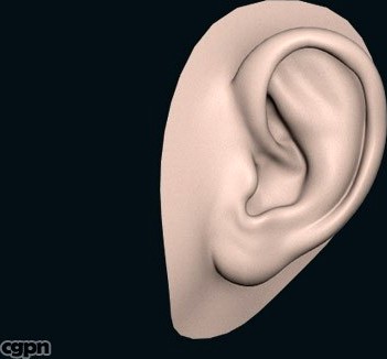Human Ear3d model