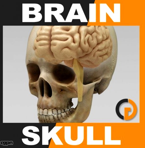 Human Brain and Skull - Anatomy3d model