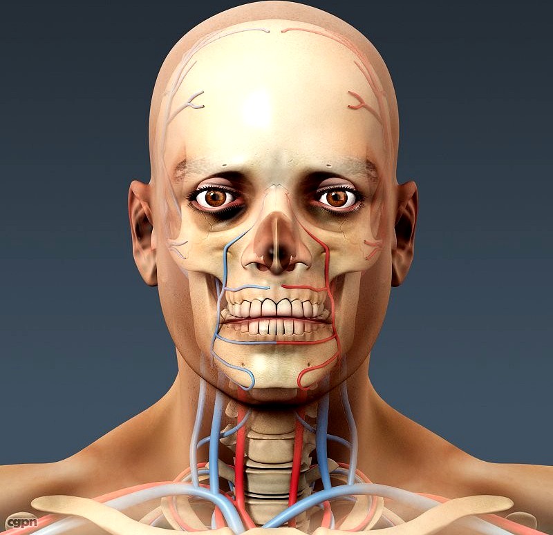 Human Male Body, Circulatory System and Skeleton - Anatomy3d model