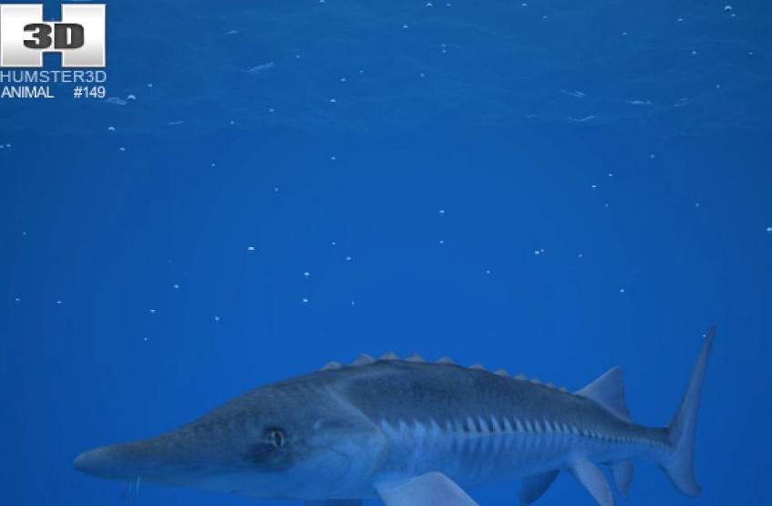 Atlantic Sturgeon (Acipenser Oxyrhynchus)3d model