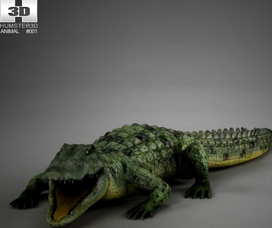 Common Crocodile High Detailed Rigged3d model