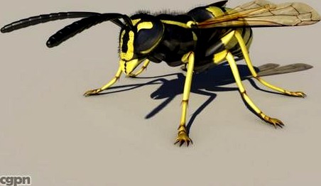 Wasp3d model