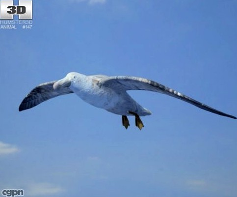 Southern Giant Petrel (Macronectes Giganteus)3d model