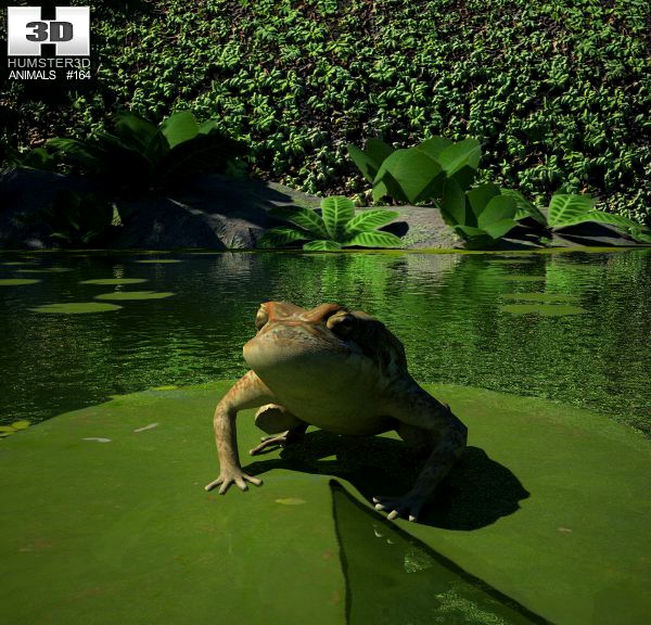 Cane Toad3d model