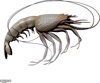 Prawn3d model