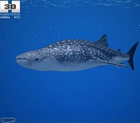 Whale Shark (Rhincodon Typus)3d model