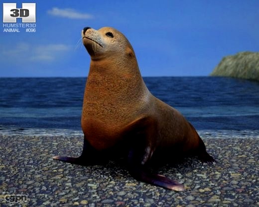 Brown Fur Seal (Arctocephalus Pusillus)3d model