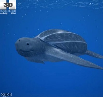 Leatherback Sea Turtle (Dermochelys Coriacea)3d model