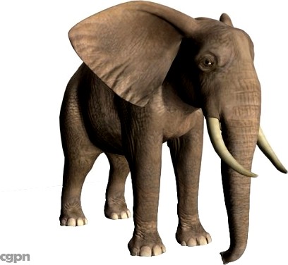 African Elephant3d model