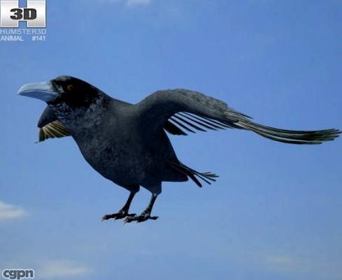 Common Raven (Corvus Corax)3d model