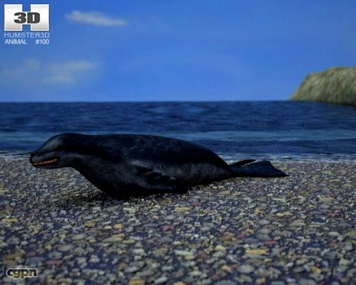 Leopard Seal (Hydrurga Leptonyx)3d model