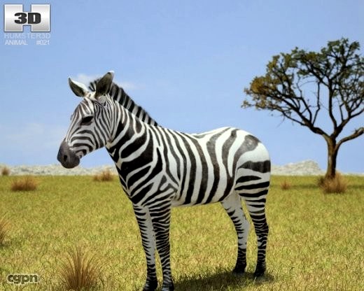 Zebra (Hippotigris)3d model