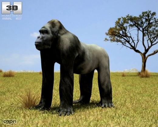 Gorilla (Troglodytes Gorilla)3d model