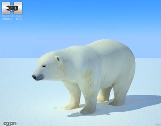 Polar Bear3d model