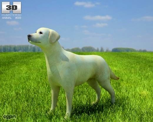 Domestic Dog Labrador Retriever3d model