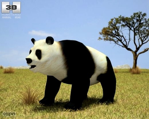 Giant Panda (Ailuropoda Melanoleuca)3d model