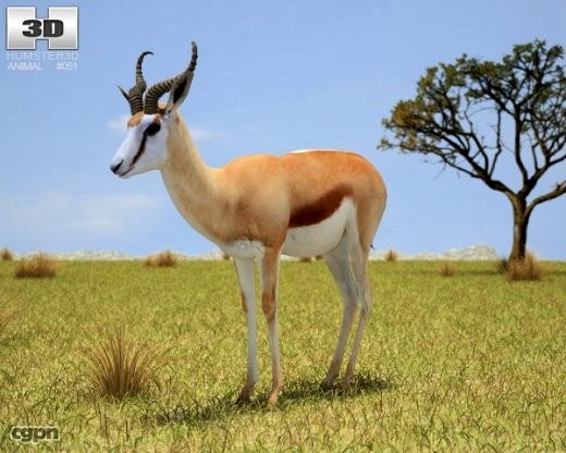 Springbok (Antidorcas Marsupialis)3d model