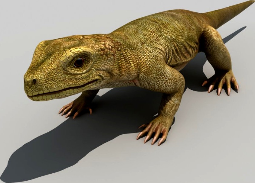 Lizard3d model