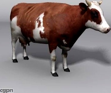 cow3d model