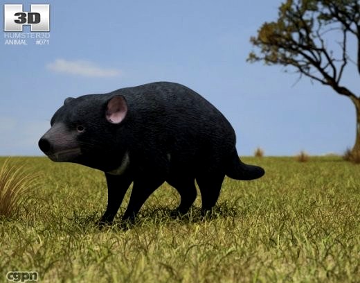 Tasmanian Devil (Sarcophilus Harrisii)3d model