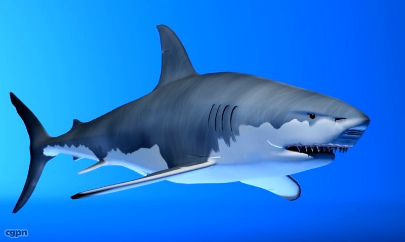 Great Shark White3d model