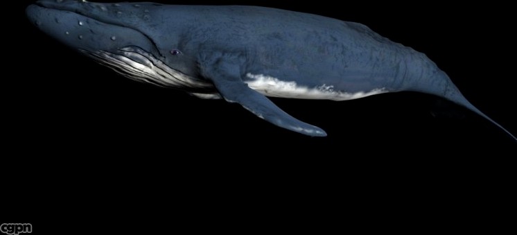 whale3d model