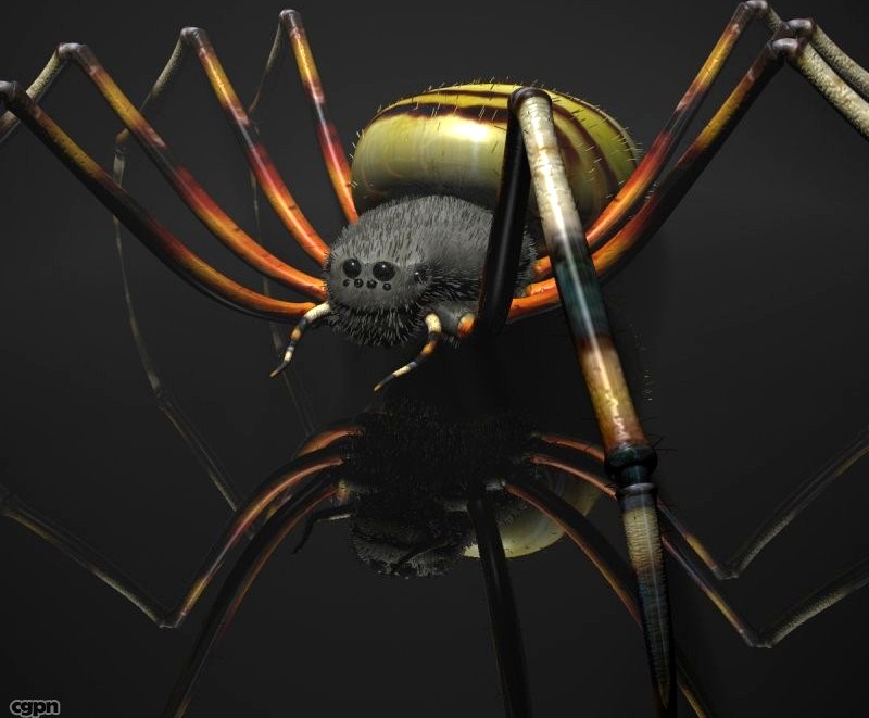 Spider Tigger Rigged3d model