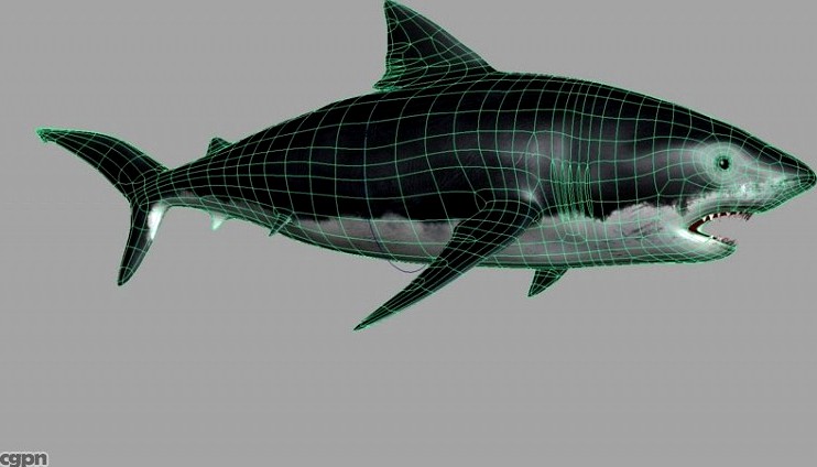 Great White Shark3d model