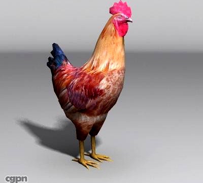 rooster3d model