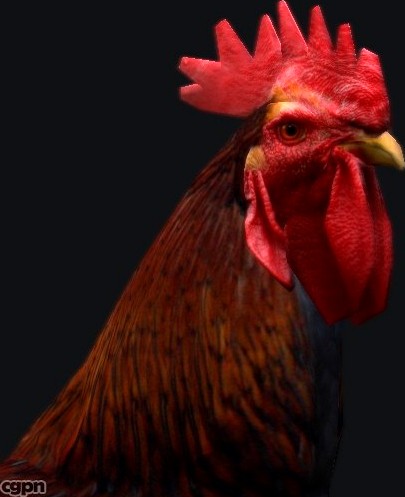 Rooster3d model