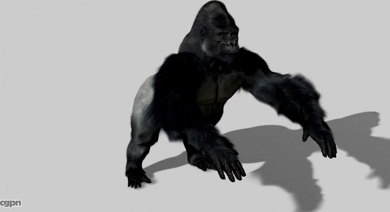 Gorilla3d model