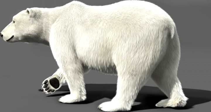 Bear Polar3d model