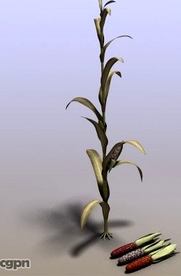 Indian Corn3d model