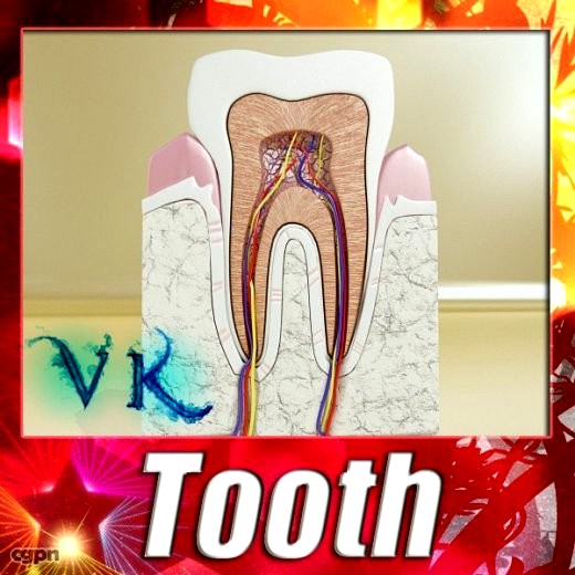 Tooth - High detailed3d model