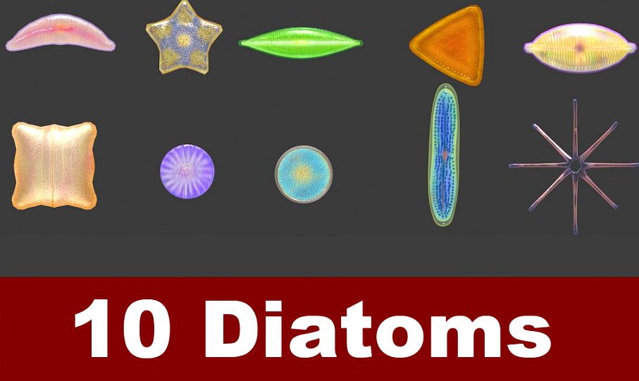 Diatom collection3d model