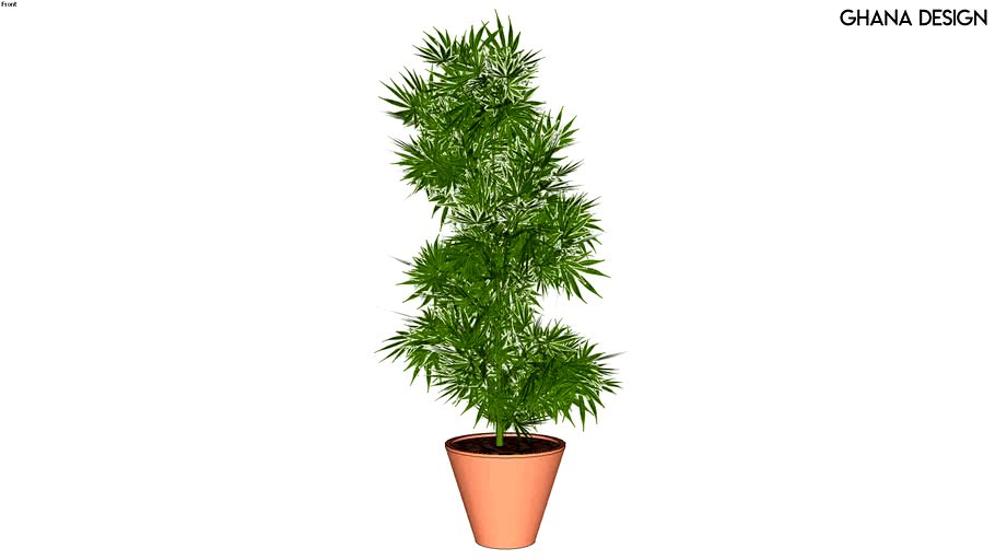 Marijuana Plant