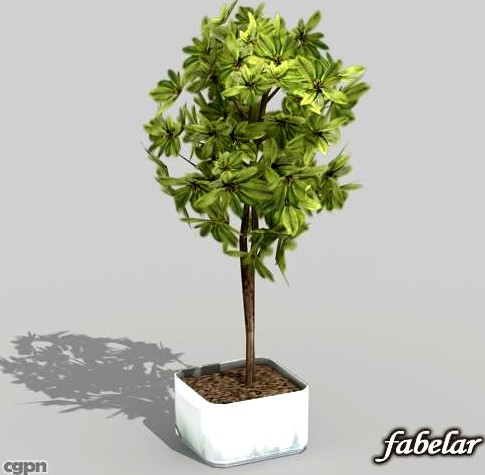 Schefflera gold cap3d model