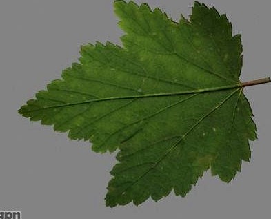 Currants leaf3d model