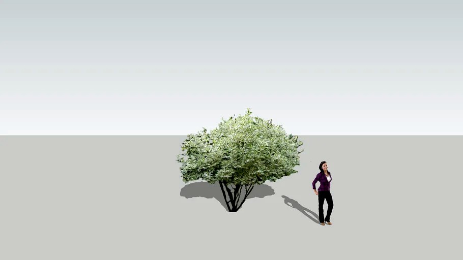 Дерен белый Сибирика вариегата