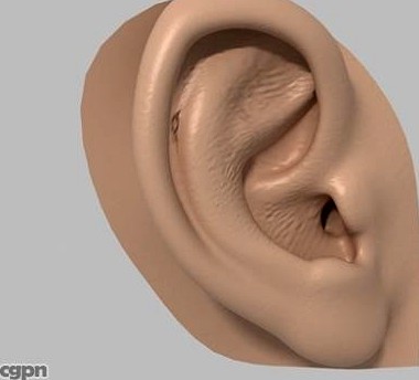 Human ear3d model