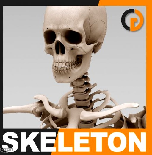Human Skeleton - Anatomy3d model