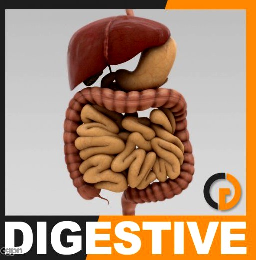 Human Digestive System - Anatomy3d model