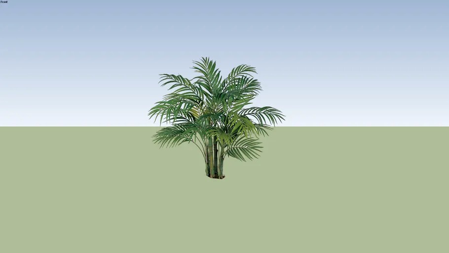 Areca